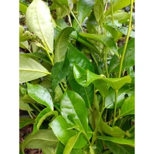 TRÀ XANH TƯƠI VƯỜN TỰ NHIÊN