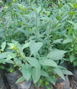 Cây kỷ tử lá bầu ( bầu bé)
