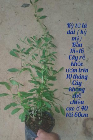Cây giống Kỷ Tử Lá Dài - Ảnh 4