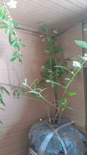 Cây giống Kỷ Tử Lá Dài - Ảnh 3