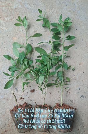 Cây kỷ tử lá bầu ( bầu bé) - Ảnh 3