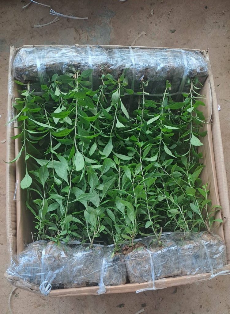 cây giống kỷ tủ