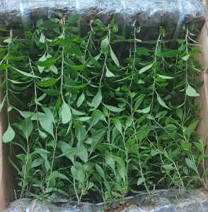 cây giống kỷ tủ