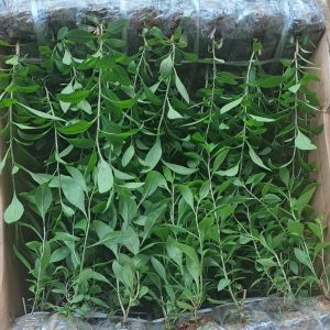 cây giống kỷ tủ