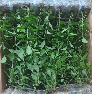 cây giống kỷ tủ