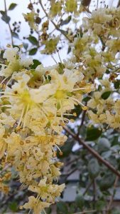 Cây lá móng thảo nam sơn