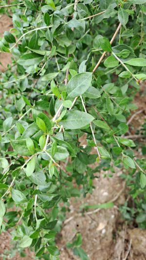 Cây lá móng thảo nam sơn - Ảnh 2
