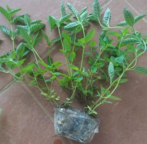 Cây thạch đen sương sáo - Ảnh 2