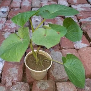 Cây Dổi Ăn Lá