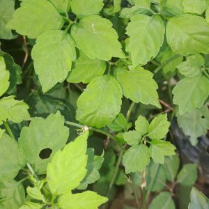 Cây giảo cổ lam 5 lá