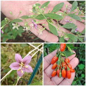 Cây giống Kỷ Tử Lá Dài