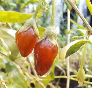 Cây kỷ tử tím