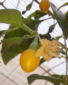 Cây kỷ tử vàng