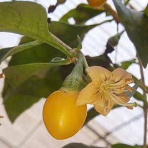 Cây kỷ tử vàng