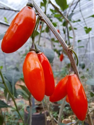 Cây Gống Kỷ Tử Thu Quả
