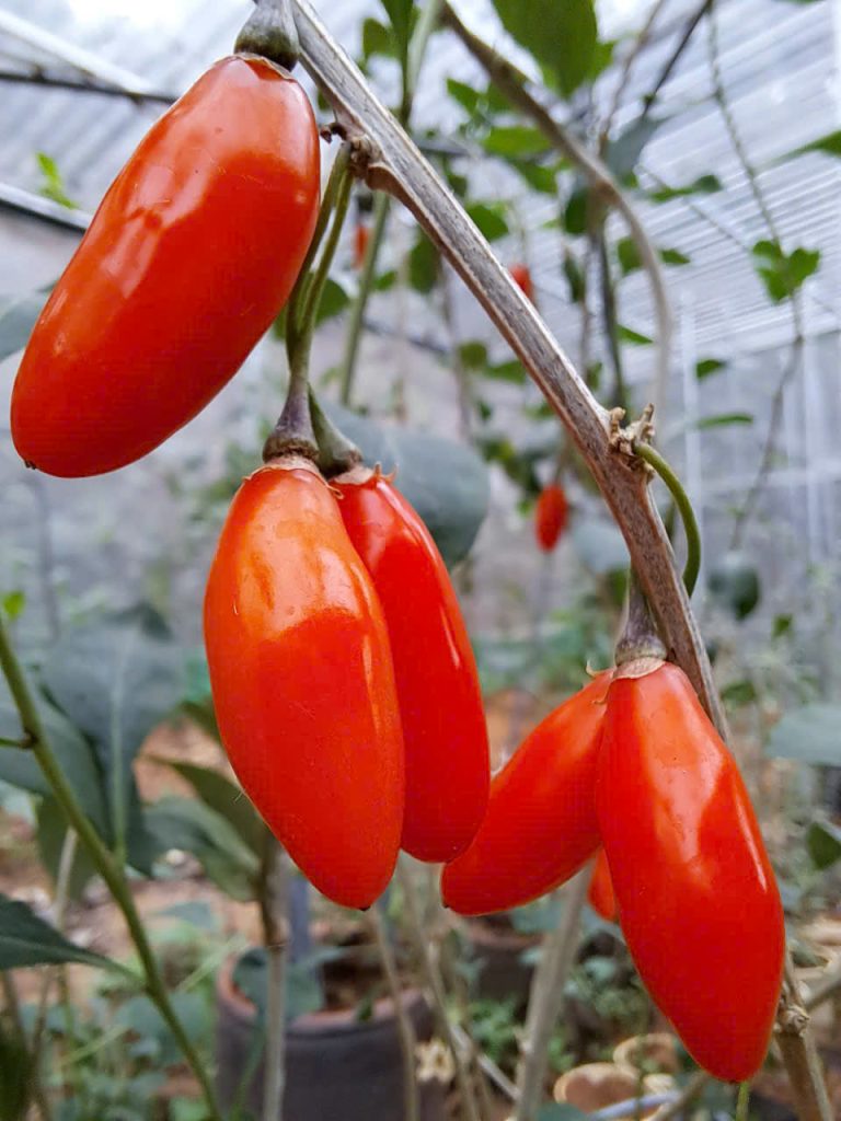 quả kỷ tủ