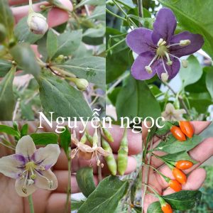 Cây Gống Kỷ Tử Thu Quả - Ảnh 4