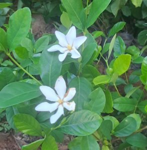 Cây giống chi tử dành dành quả