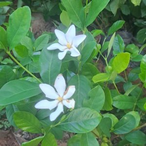 Cây giống chi tử dành dành quả